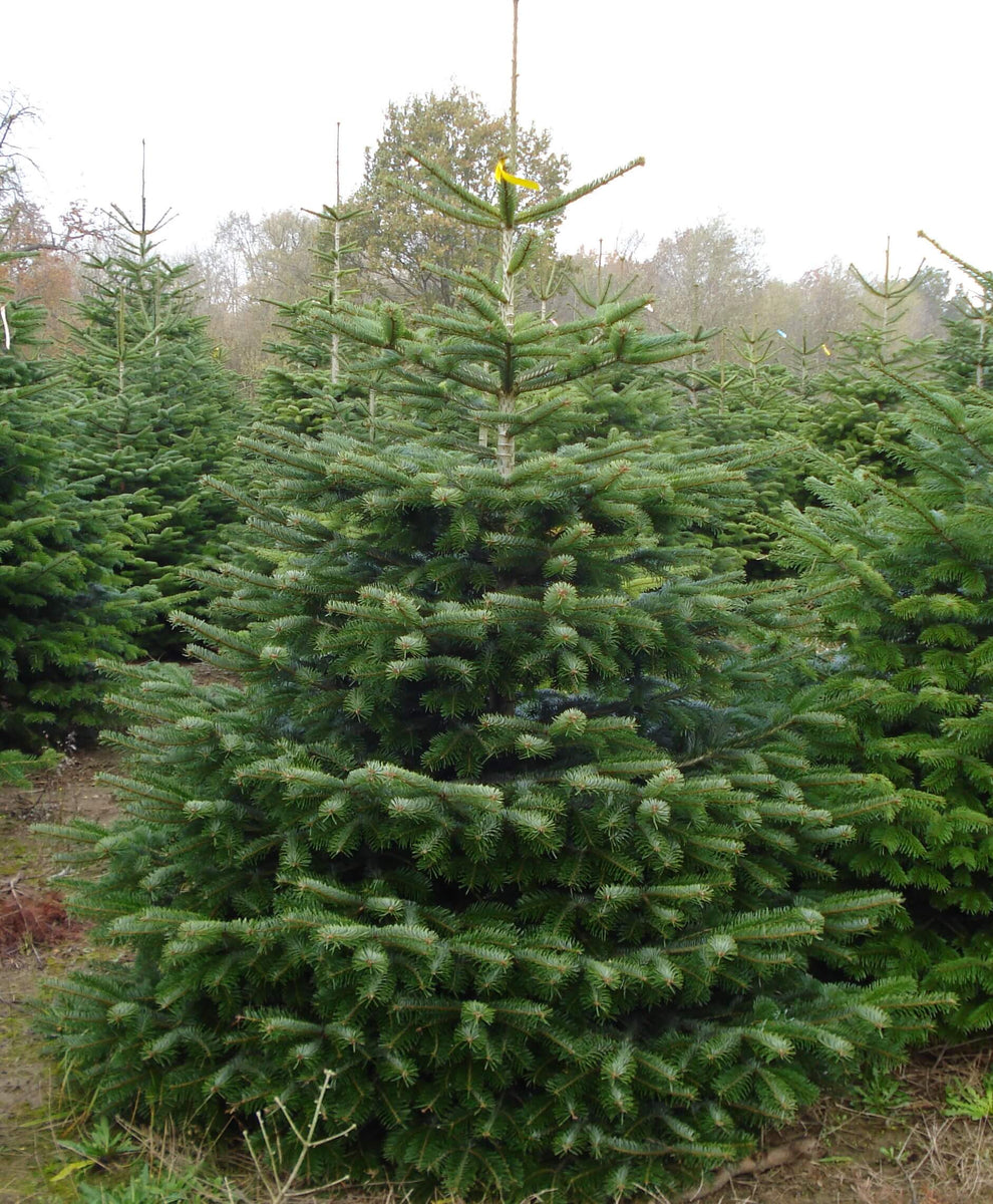 Echter Weihnachtsbaum – Weihnachtsbaum 190 GUSTAAFS KLAUS kaufen Nordmanntanne cm online ca
