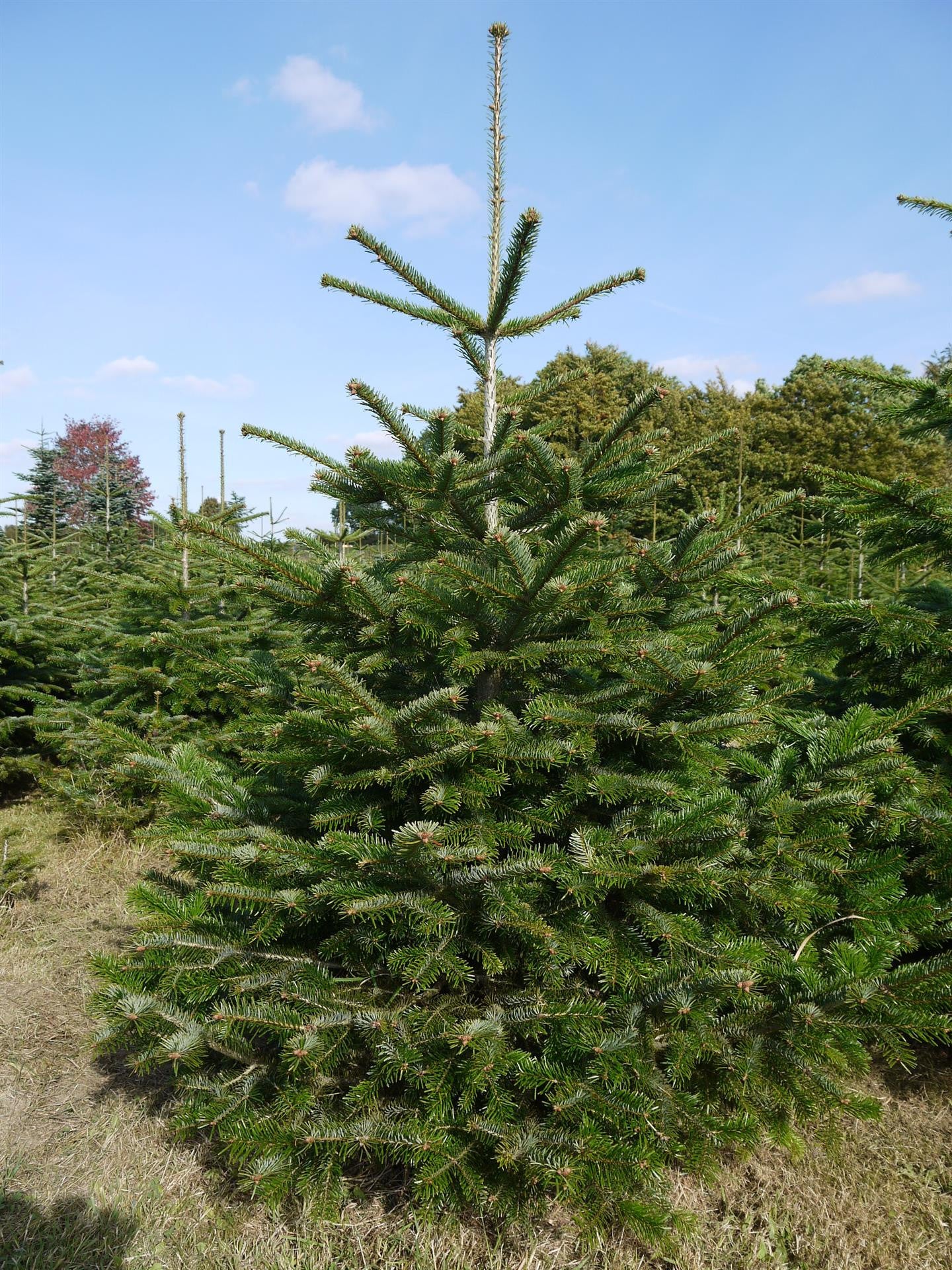 online cm ca. Echter kaufen Weihnachtsbaum – Weihnachtsbaum KLAUS GUSTAAFS 190 Nordmanntanne